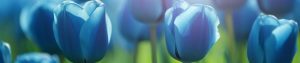 Blue Tulip